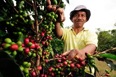 Productor que usa OZOAGRO